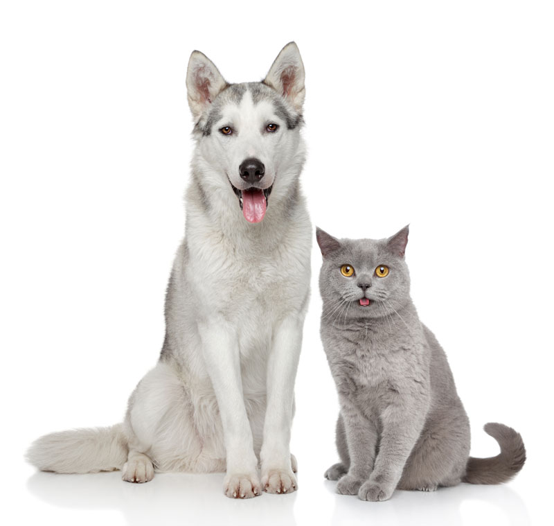 Geelong Animal Welfare Society - PIA Geelong Animal Welfare Society - PIA