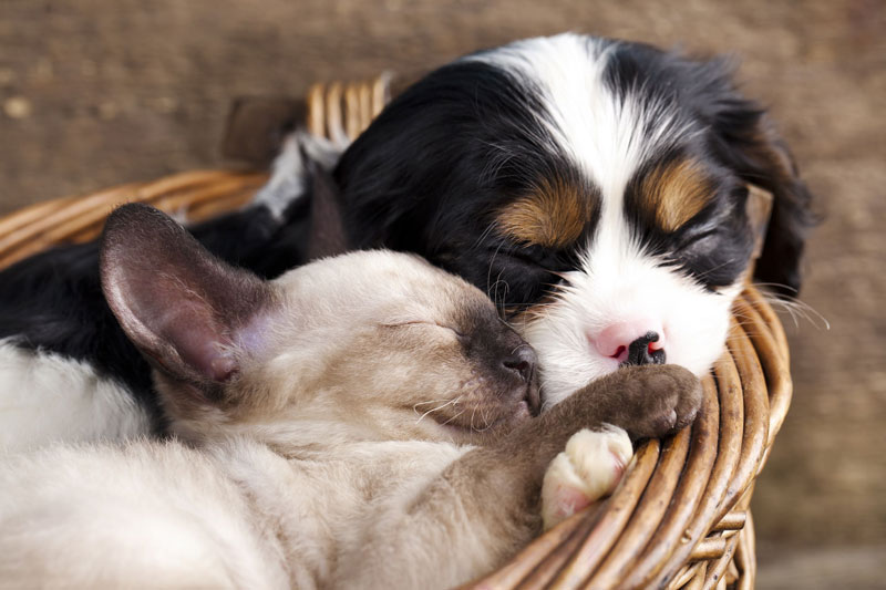 Fletcher Veterinary Practice - PIA Fletcher Veterinary Practice - PIA