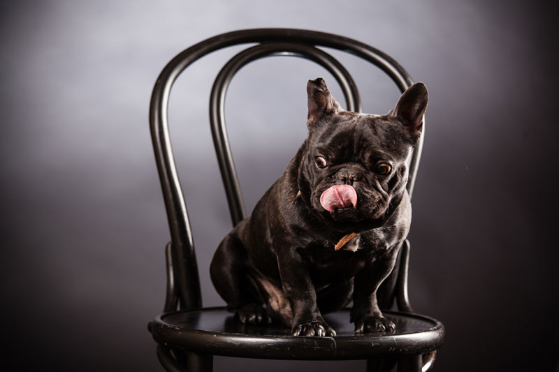 Patterson Lakes Animal Hospital - PIA Patterson Lakes Animal Hospital - PIA