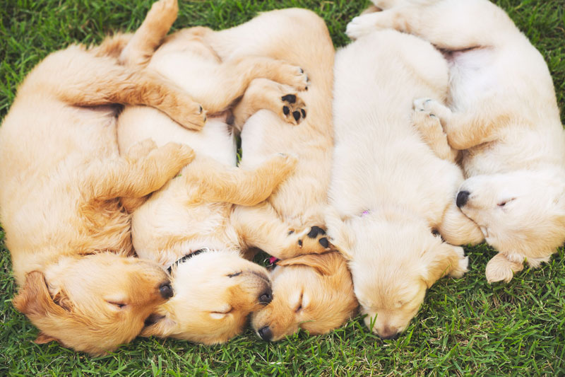 Casino Veterinary Clinic Casino Nsw Casino Veterinary Clinic Casino Nsw