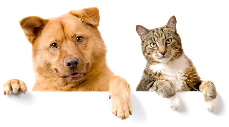 Chipping Norton Veterinary Hospital - PIA Chipping Norton Veterinary Hospital - PIA