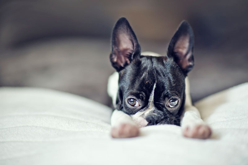 Geelong Animal Welfare Society - PIA Geelong Animal Welfare Society - PIA