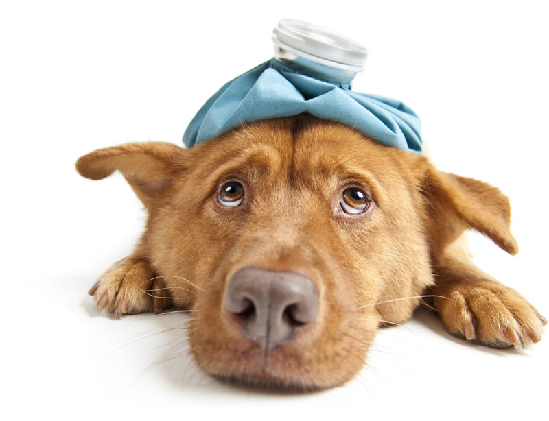 East Maitland Veterinary Clinic PIA