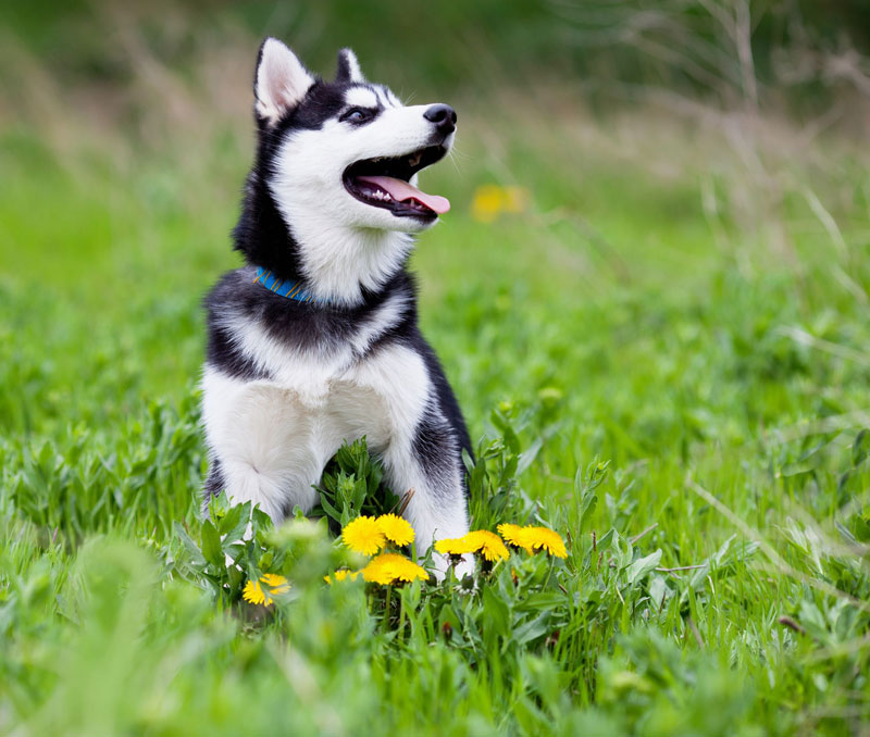 Patterson Lakes Animal Hospital - PIA Patterson Lakes Animal Hospital - PIA