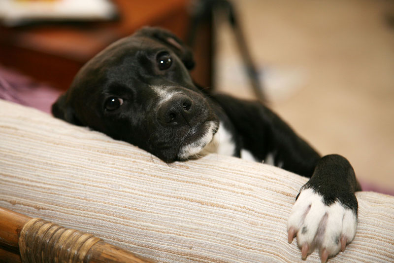 Chipping Norton Veterinary Hospital - PIA Chipping Norton Veterinary Hospital - PIA