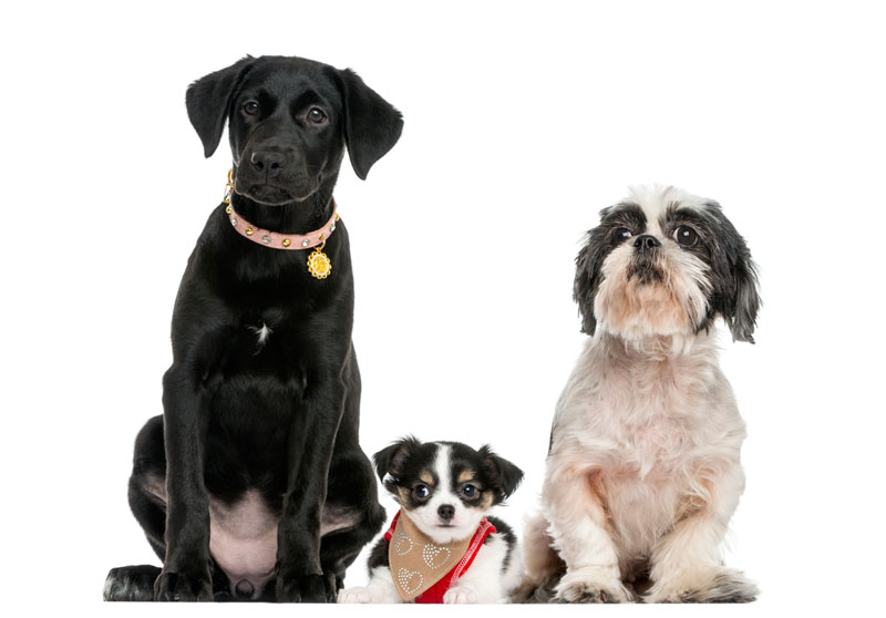 Riverstone Veterinary Hospital - PIA Riverstone Veterinary Hospital - PIA