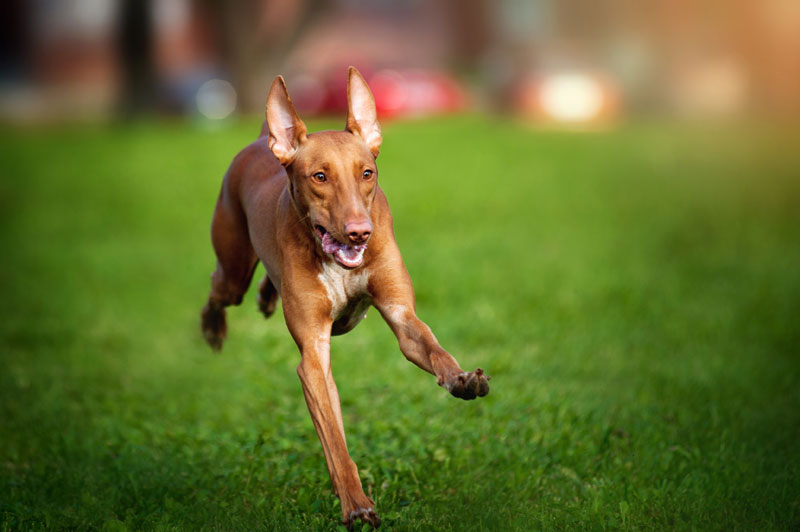 Affordable Dog Insurance Cover Pia Pet Insurance Australia Affordable Dog Insurance Cover Pia Pet Insurance Australia