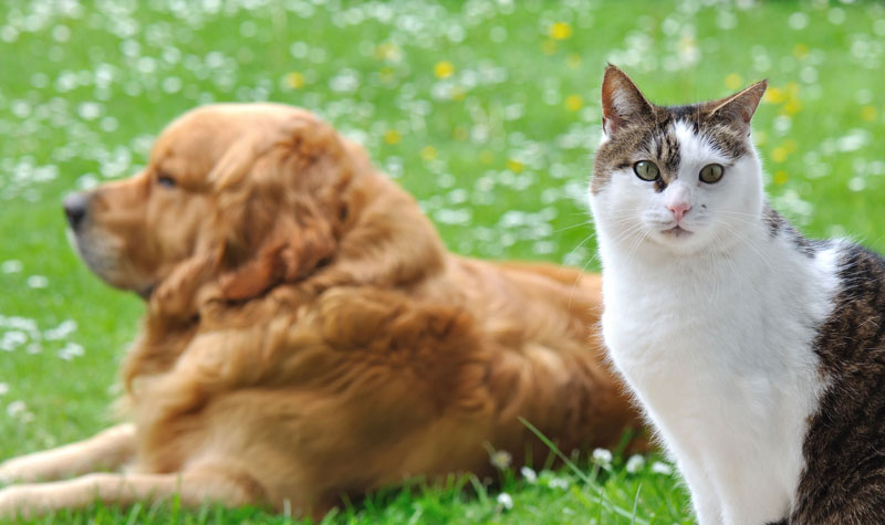 Patterson Lakes Animal Hospital - PIA Patterson Lakes Animal Hospital - PIA