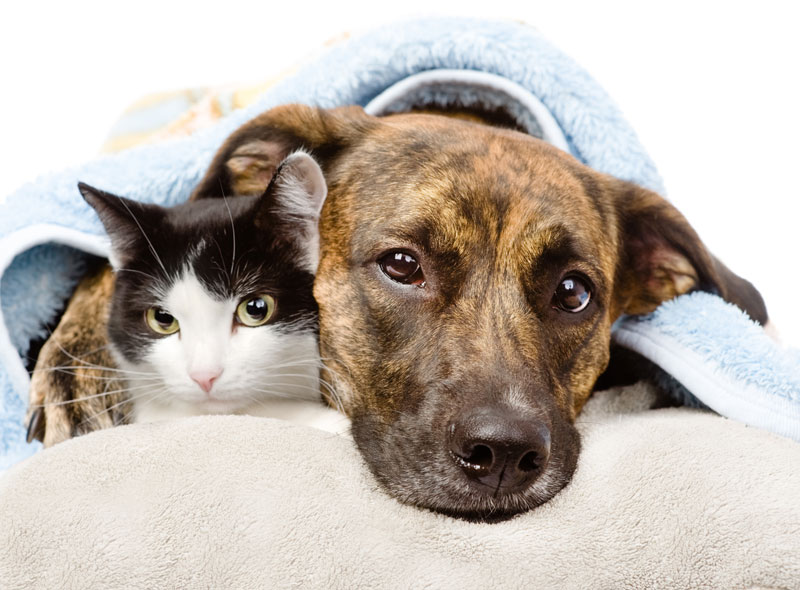Geelong Animal Welfare Society - PIA Geelong Animal Welfare Society - PIA