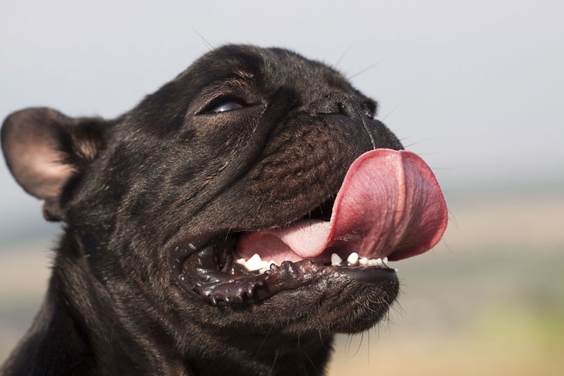 Chipping Norton Veterinary Hospital - PIA Chipping Norton Veterinary Hospital - PIA