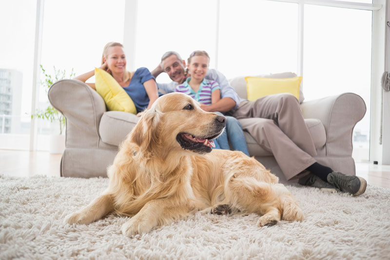 Patterson Lakes Animal Hospital - PIA Patterson Lakes Animal Hospital - PIA